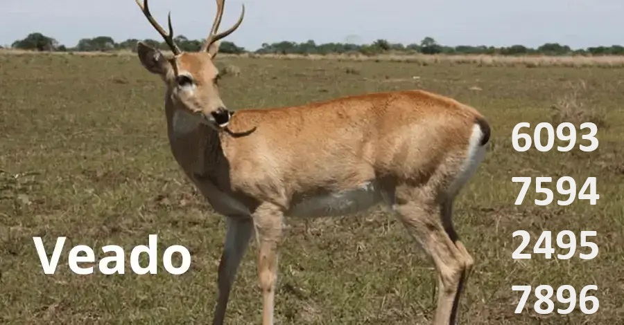 Palpites-do-Kaledri
