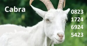 blog do kaledri