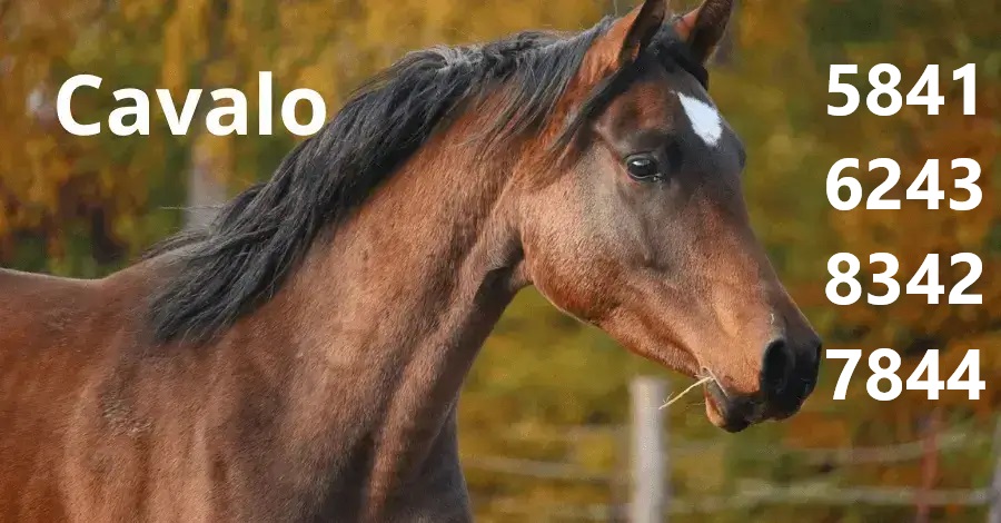 PALPITES DO KALEDRI