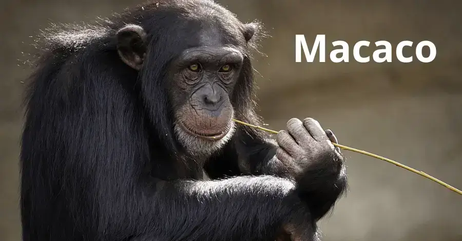 palpite do Dia 19/12/2025 com previsões dos signos – Palpites do Kaledri