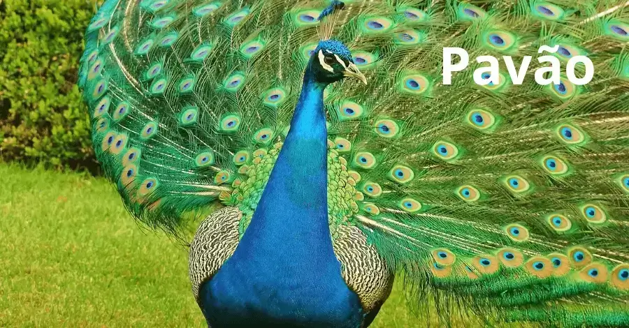 palpite do Dia 19/12/2025 com previsões dos signos – Palpites do Kaledri