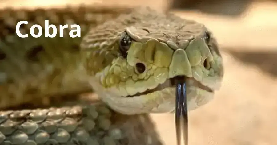 palpite do Dia 19/12/2025 com previsões dos signos – Palpites do Kaledri