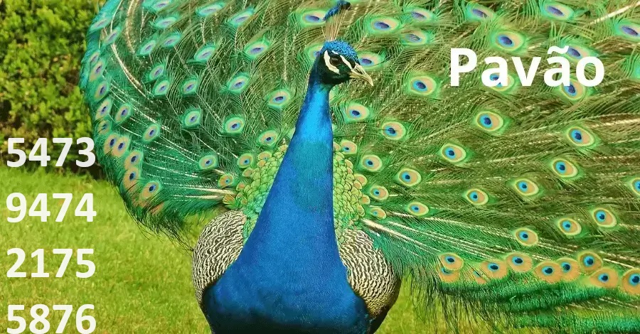 palpite do Dia 19/12/2025 com previsões dos signos – Palpites do Kaledri