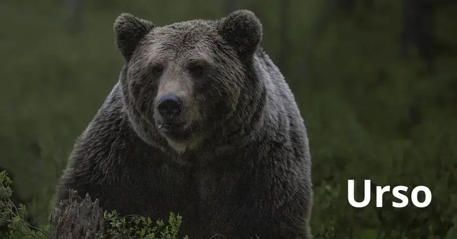 palpite do Dia 19/12/2025 com previsões dos signos – Palpites do Kaledri