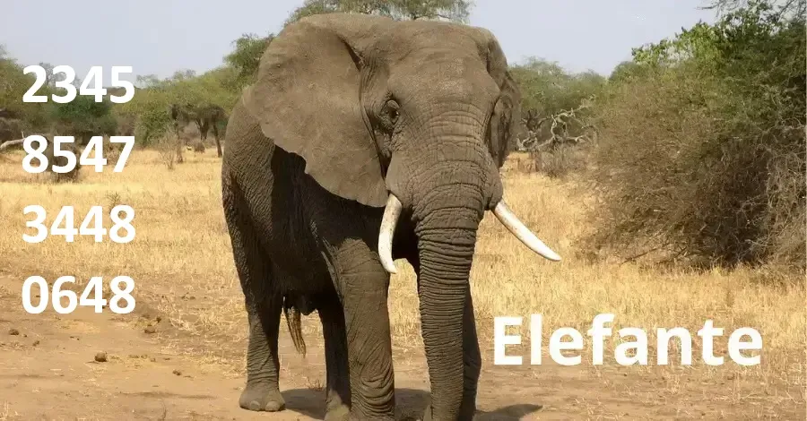 Elefante-palpites-do-kaledri
